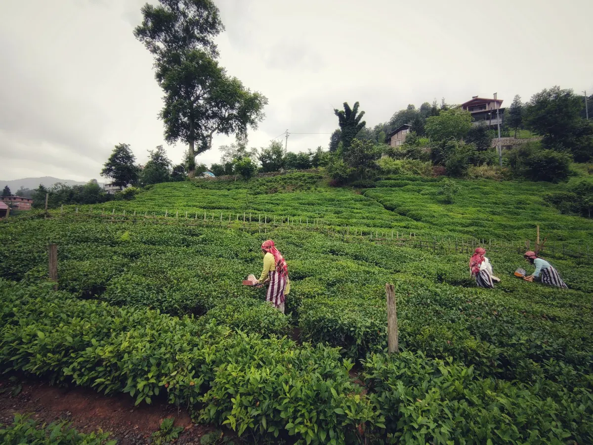 The Rise of Local Tea Farms: How to Find and Support Regional Growers